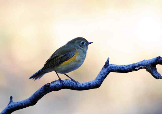 雌性红胁蓝尾鸲（13）