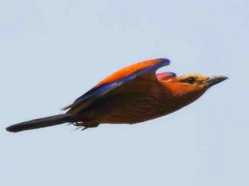 绝色攀禽：佛法僧目之佛法僧2