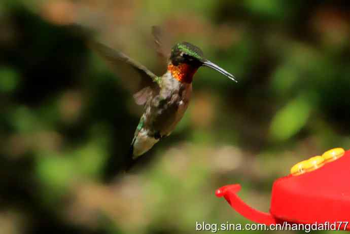 红玉喉北蜂鸟（6）