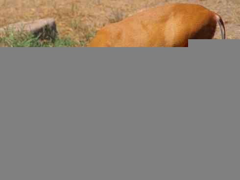 麒麟：传说的兽原型探秘（麂）