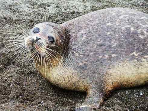 自然奇观：动物大迁徙(鳍足类)