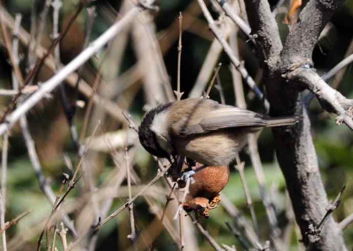 大年初一好收获（褐头山雀记录版）