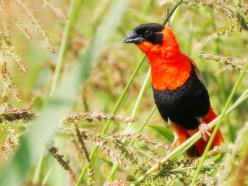 美丽无罪：雀鸟之寡妇鸟