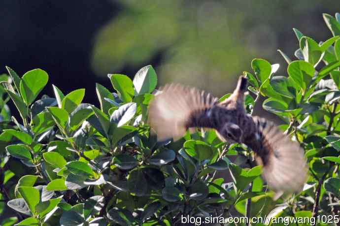 黑喉石鵖鸟（1）