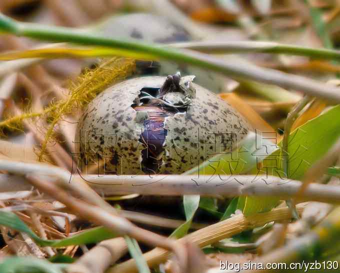 这世界，我来了！任凭风暴漩涡鈥︹Γㄗ橥迹25张图片）
