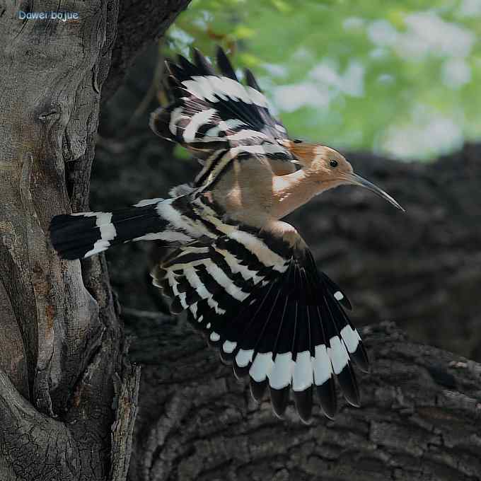 戴胜鈥溞赦澪钩