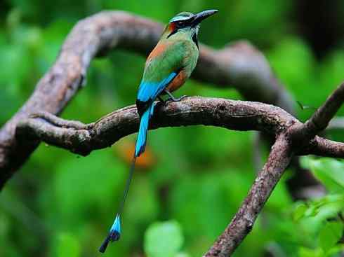 绝色攀禽：佛法僧目之翠鴗2