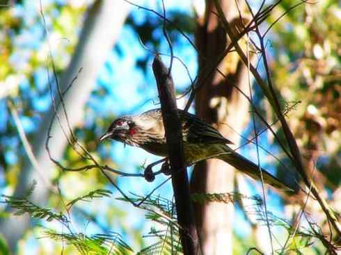 雀鸟也彪悍：鸟中恶霸（黑头矿鸟）