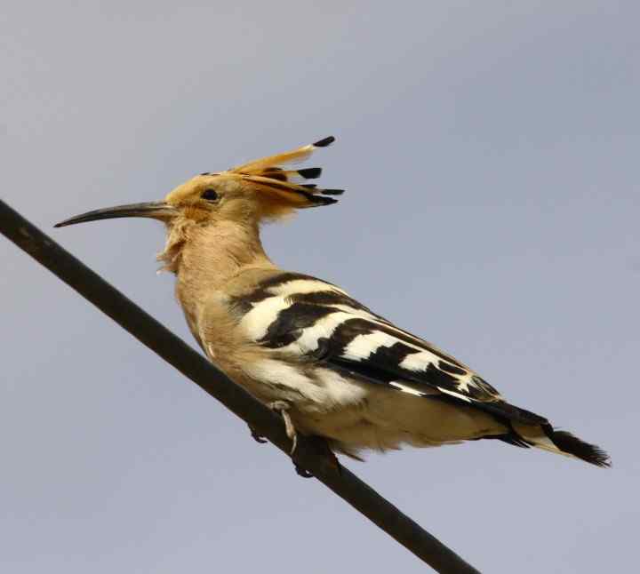 我家的新“邻居”   戴胜