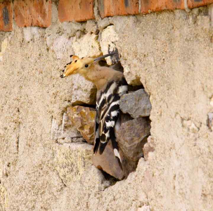 我家的新“邻居”   戴胜