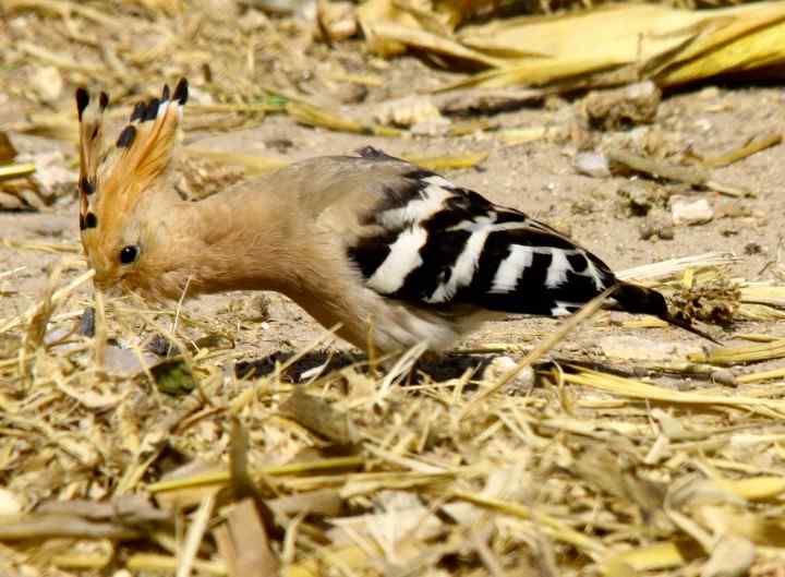 我家的新“邻居”---戴胜