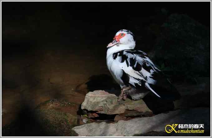 记录鈥満中佧l鈥潯菊掌