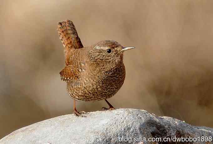 红尾水鸲和十渡众小鸟