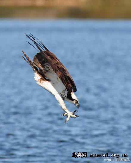 鱼鹰俯冲的瞬间