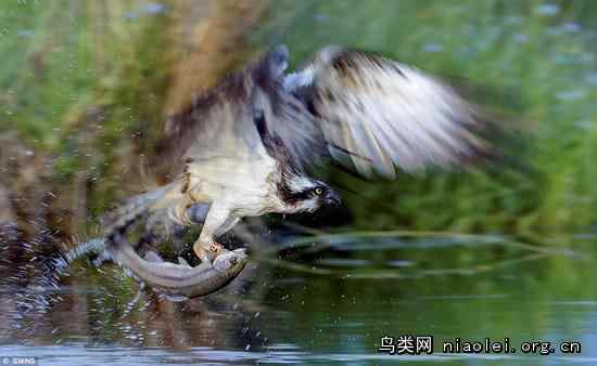 苏格兰尼斯湖是英国鱼鹰的聚集地
