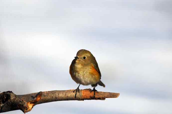 雌性红胁蓝尾鸲(25) 雌性红胁蓝尾鸲(25)