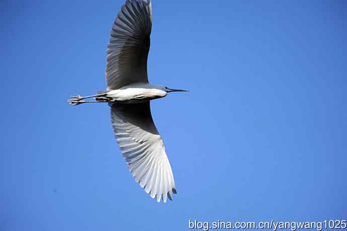 飞 wbr(白鹭) 飞 wbr(白鹭)