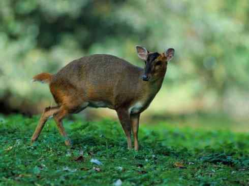 麒麟：传说的兽原型探秘（麂）