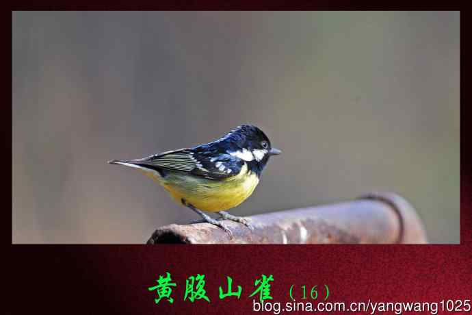 黄腹山雀（16）