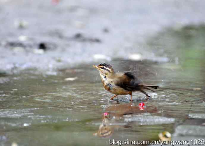 洗浴中的褐柳莺 洗浴中的褐柳莺