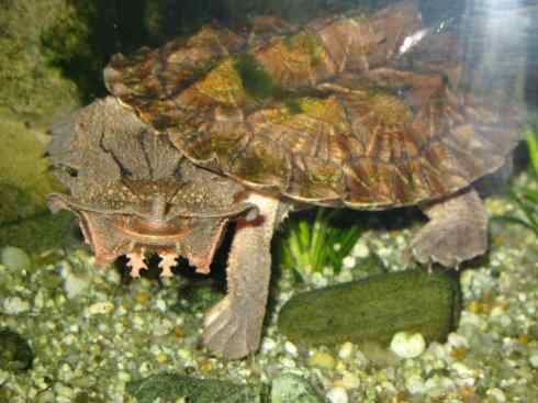 玄武：传说的兽原型探秘（玛塔龟）