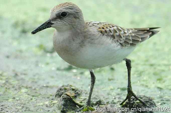 鸟儿快乐.人更快乐(沙河.奥体公园)