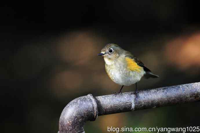 雌性红胁蓝尾鸲（52）