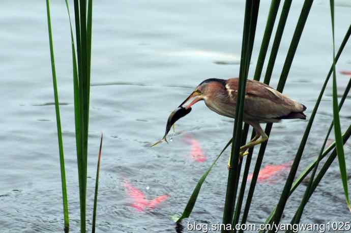 黄苇鳽捕鱼片段节选
