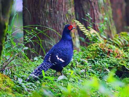 凤凰：传说的鸟原型探秘（雉鸡）