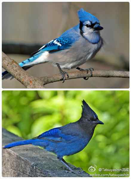 谢耳朵的恐鸟症——Blue Jay 谢耳朵的恐鸟症——Blue Jay