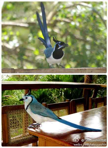 谢耳朵的恐鸟症——Blue Jay