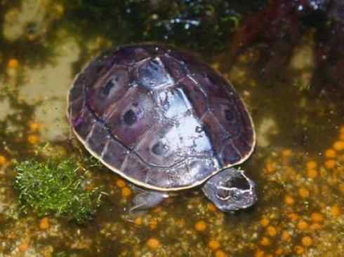 玄武：传说的兽原型探秘（潮龟）