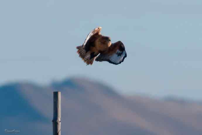 草原追梦. 蓝天鵟影