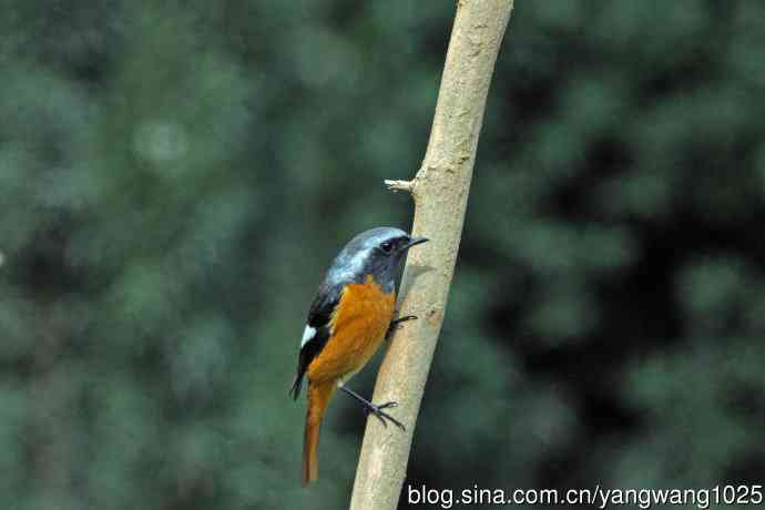 雄性北红尾鸲（35）