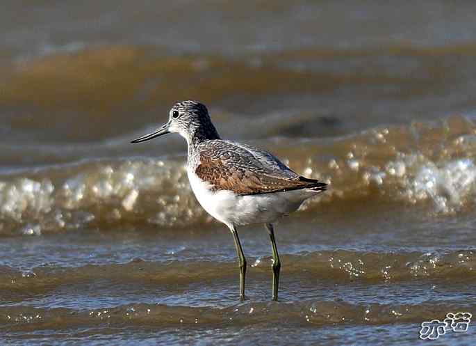 官厅水库&nbsp;wbr路&nbsp;wbr鹤鹬和青脚鹬