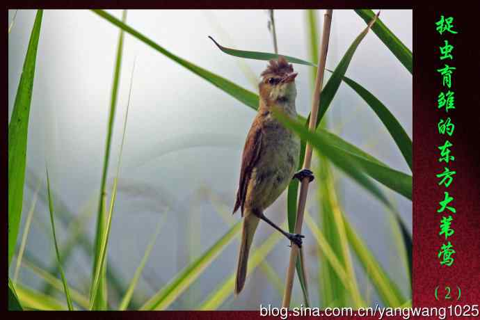 捉虫育雏的东方大苇莺（2）