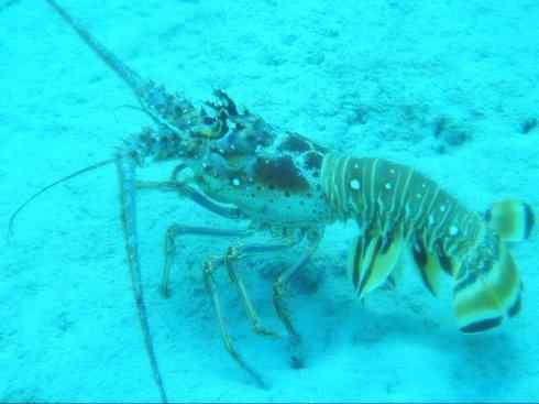 自然奇观:动物大迁徙(红蟹) 自然奇观:动物大迁徙(红蟹)