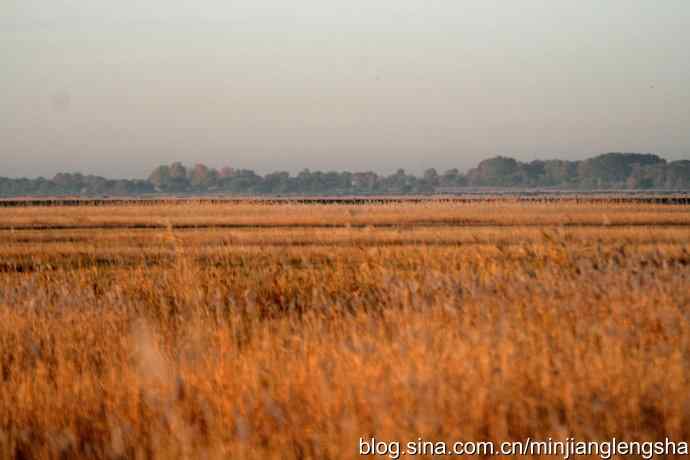 丹顶鹤一家四口从我头顶飞过 丹顶鹤一家四口从我头顶飞过