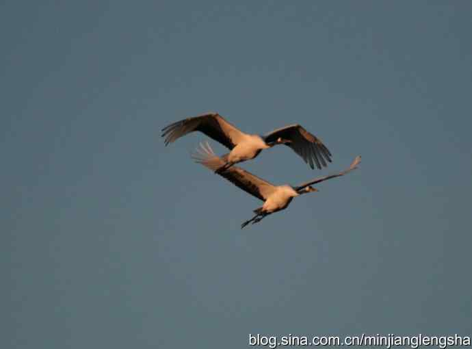 丹顶鹤一家四口从我头顶飞过