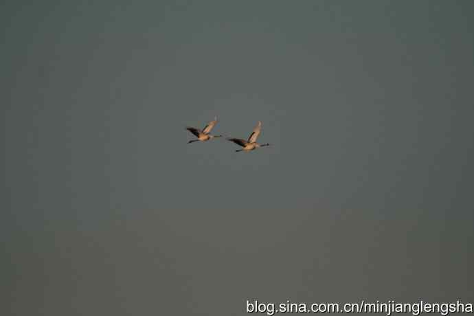 丹顶鹤一家四口从我头顶飞过 丹顶鹤一家四口从我头顶飞过