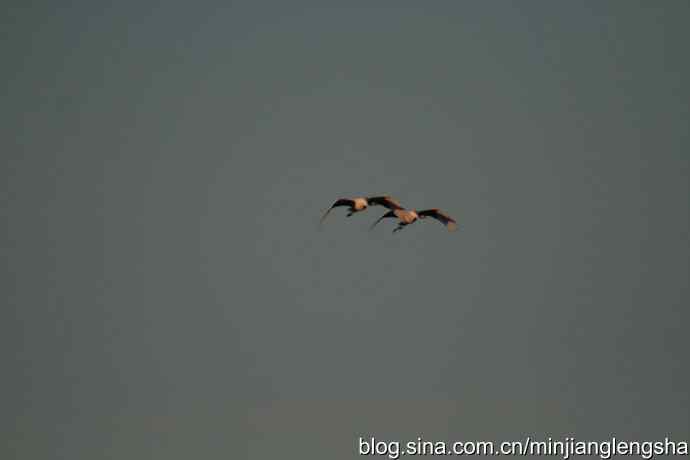 丹顶鹤一家四口从我头顶飞过 丹顶鹤一家四口从我头顶飞过