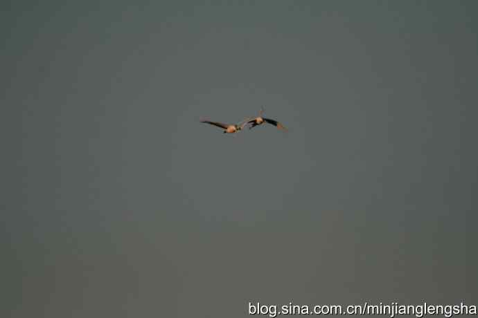 丹顶鹤一家四口从我头顶飞过 丹顶鹤一家四口从我头顶飞过