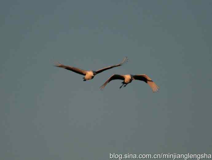 丹顶鹤一家四口从我头顶飞过 丹顶鹤一家四口从我头顶飞过