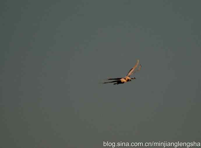 丹顶鹤一家四口从我头顶飞过 丹顶鹤一家四口从我头顶飞过