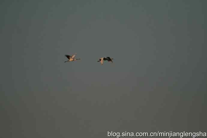 丹顶鹤一家四口从我头顶飞过 丹顶鹤一家四口从我头顶飞过