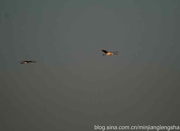 丹顶鹤一家四口从我头顶飞过 丹顶鹤一家四口从我头顶飞过