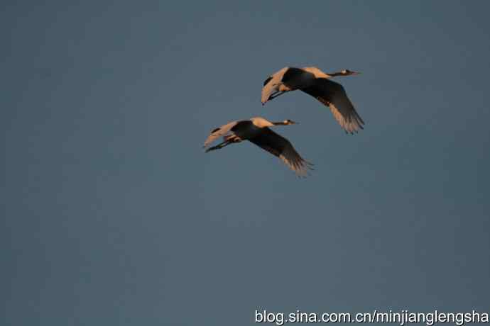 丹顶鹤一家四口从我头顶飞过 丹顶鹤一家四口从我头顶飞过