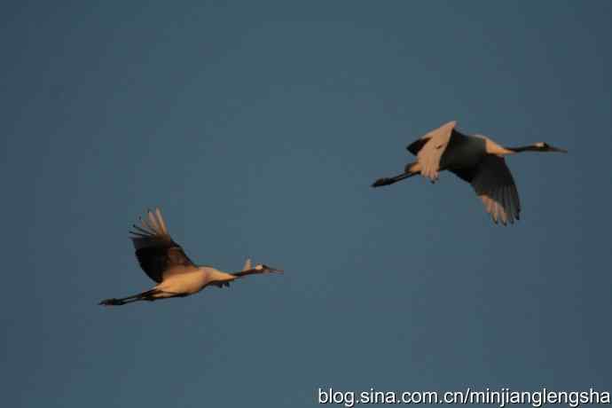 丹顶鹤一家四口从我头顶飞过 丹顶鹤一家四口从我头顶飞过