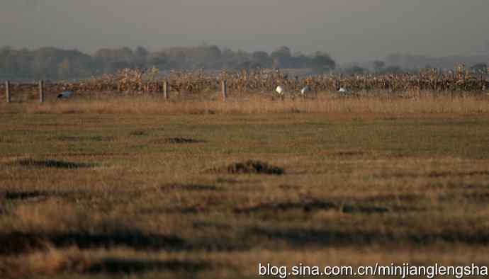 丹顶鹤一家四口从我头顶飞过