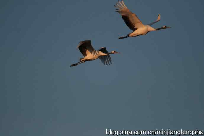 丹顶鹤一家四口从我头顶飞过 丹顶鹤一家四口从我头顶飞过